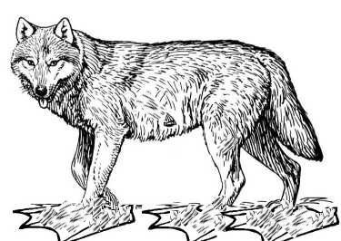 Moorwolf